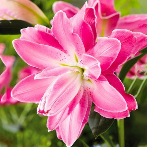Лилия Lotus Wonder (Махровый цветок) фото