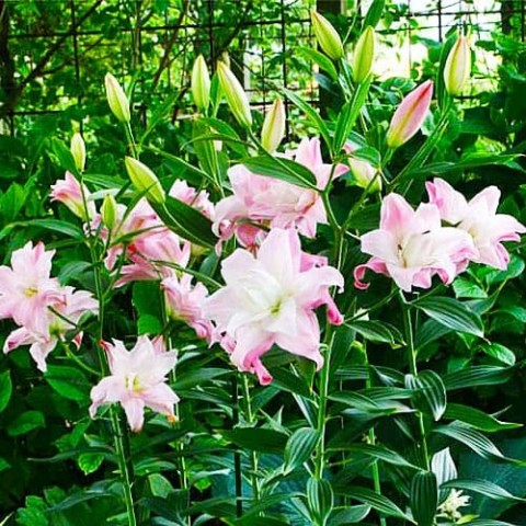 Лилия Lotus Queen (Махровый цветок) фото