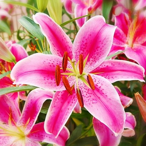 Лилия Star Gazer (Ароматный цветок) фото
