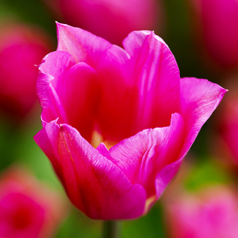 Тюльпан Lilyrosa фото