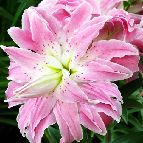 Лилия Lotus Elegance (Махровый цветок) фото