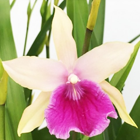 Орхидея Miltassia Gerlinde фото