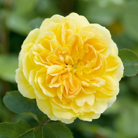 Роза Molineux (Насыщенный аромат) фото