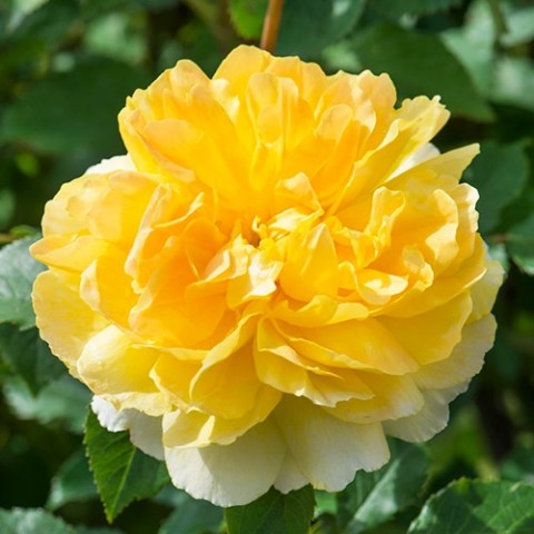 Роза Molineux (Насыщенный аромат) фото