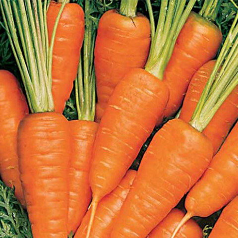 Морковь на ленте Талисман F1 5м фото
