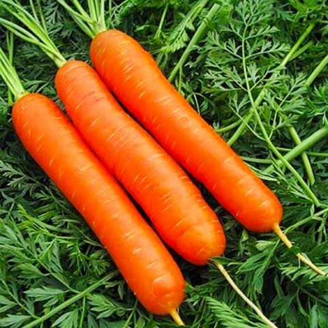 Морковь Памела фото