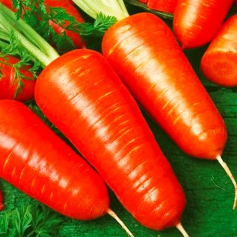 Морковь Шантане пакет гигант фото