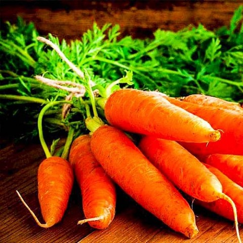 Морковь Кампино фото