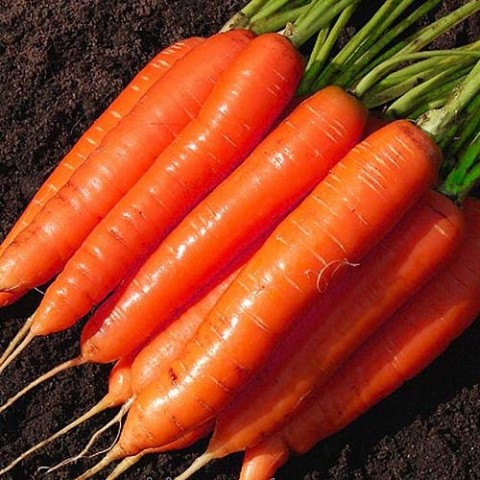 Морковь Лосиноостровская фото