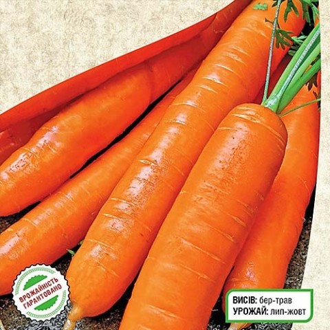 Морковь Натофи фото