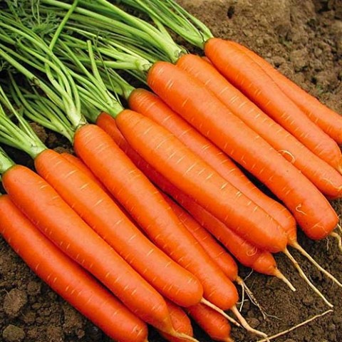 Морковь Тип Топ фото