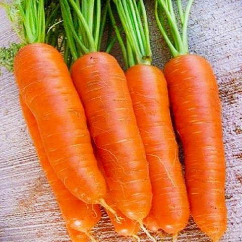 Морковь Яскрава фото