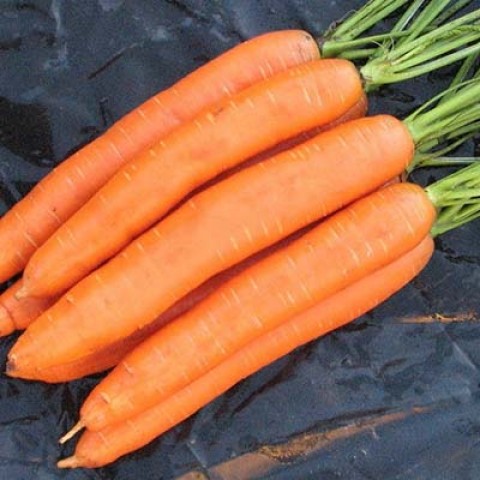 Морковь Берликумер фото