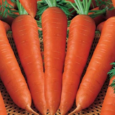 Морковь Цидера фото