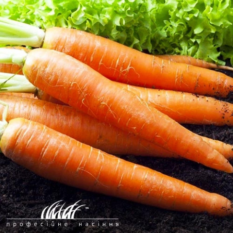 Морковь Детская 20г фото