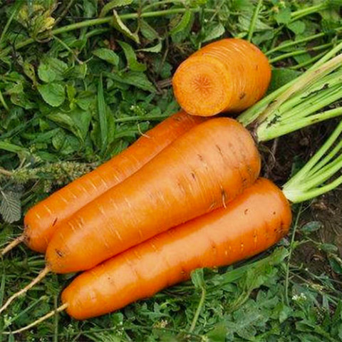 Морковь Канада, ТМ Beste Kern фото