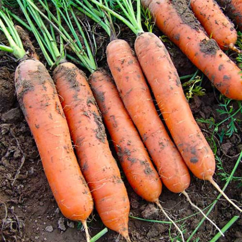 Морковь на ленте Марион 5м фото