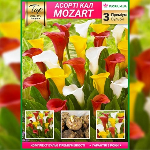 Премиум каллы Mozart (брендовая упаковка) фото