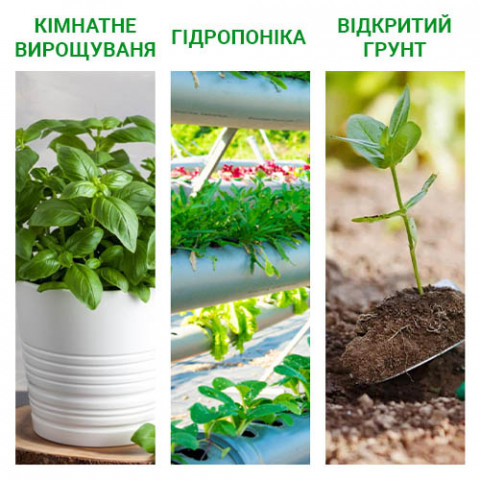 Набор семян Зелени (6 упаковок) фото