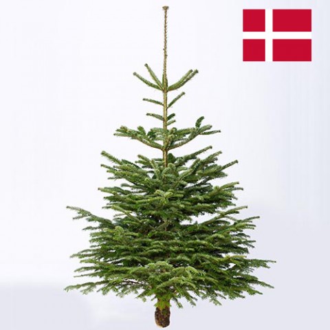 Новогодняя елка Нордман (срезанная) 150-170 см фото