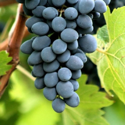 Виноград Кубань фото