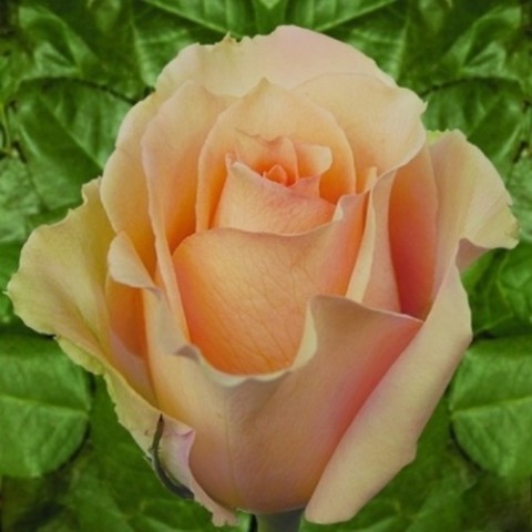 Роза Версилия фото