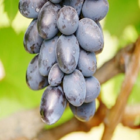 Виноград Лорано фото
