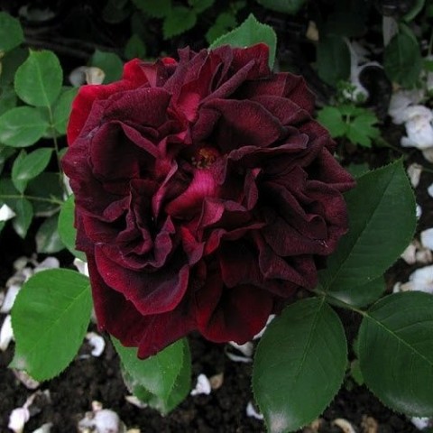 Роза Черный Принц фото