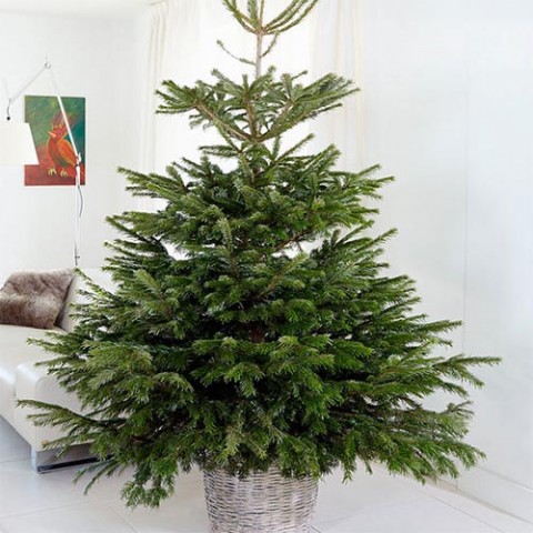Новогоднее дерево Nordmann 'Excellent' 100-125 см фото