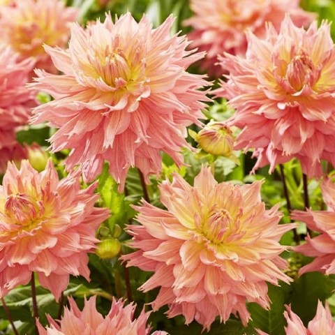 Георгина Omega (Гигантский цветок) фото