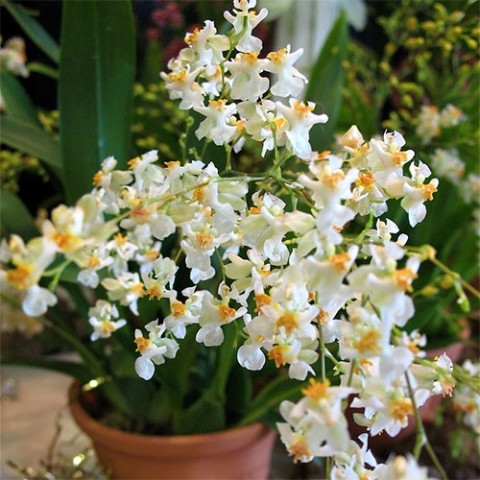 Орхидея Twinkle White фото