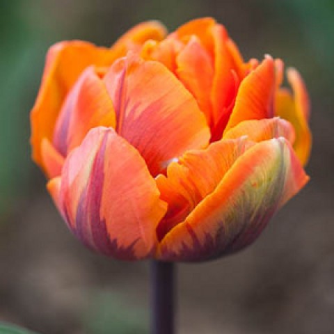 Тюльпан Orange Princess фото