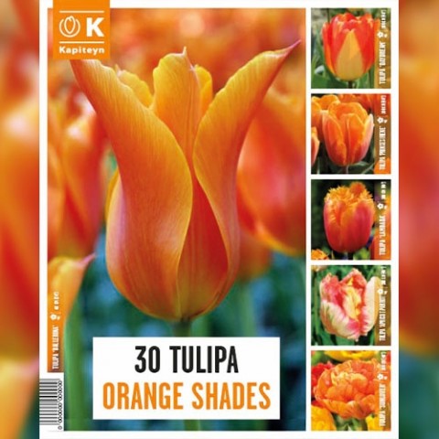 Тюльпан Orange Shades (Брендовые луковицы KAPITEYN®) фото
