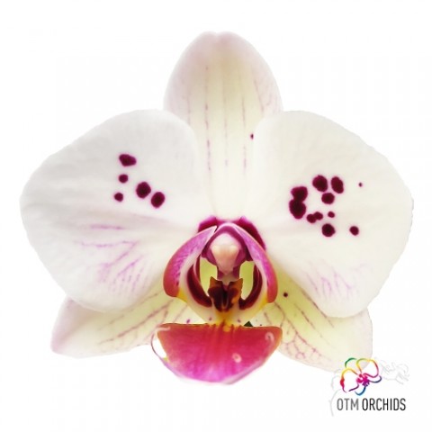 Фаленопсис Antoinette 5 мультифлора (без цветения) фото