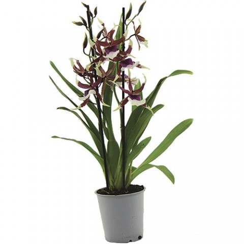 Орхидея Beallara Eurostar фото