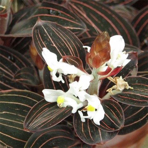 Орхидея Ludisia фото