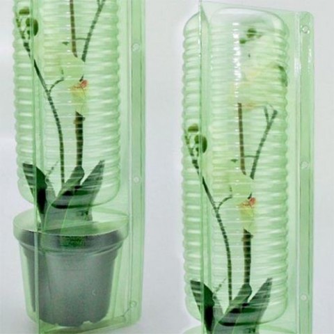 Орхидея Микс (без цветения) фото
