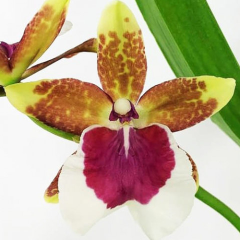 Орхидея Odontoglossum Peter Klomp фото