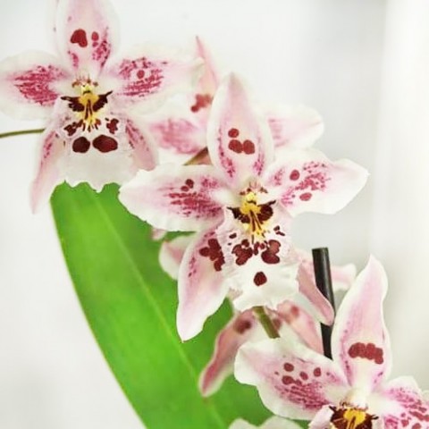 Орхидея Odontoglossum Pink Spot фото