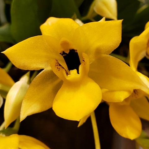 Орхидея Promenea фото