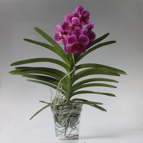 Орхидея Vanda фото
