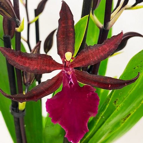 Орхидея Colmonara Speedy фото