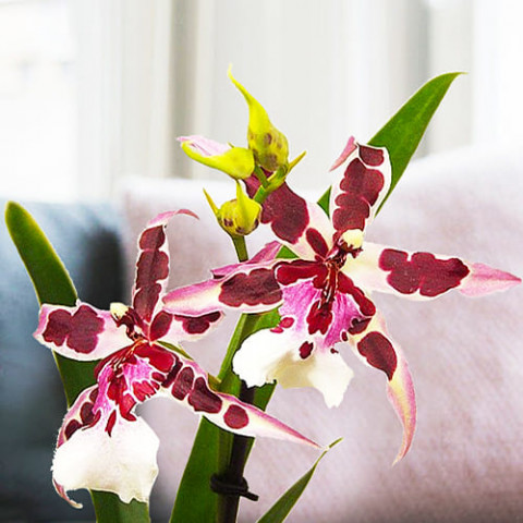 Орхидея Beallara Gothic фото