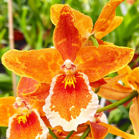 Орхидея Odontoglossum Inferno фото