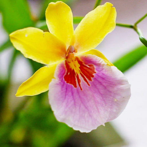Орхидея Miltonia Sunset фото