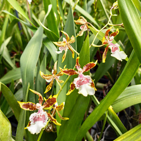 Орхидея Colmonara Top Jungle фото