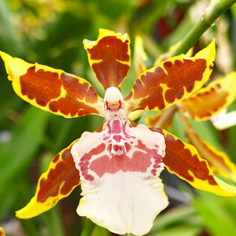 Орхидея Colmonara Top Jungle фото