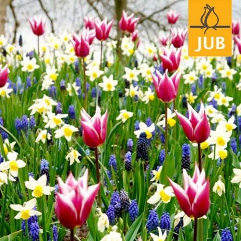 Микс ландшафтный Palette of Spring (Брендовые луковицы Jub Holland) фото