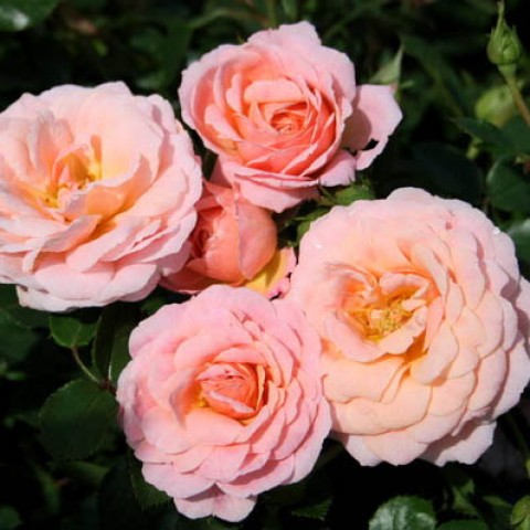 Роза Peach Clementine фото