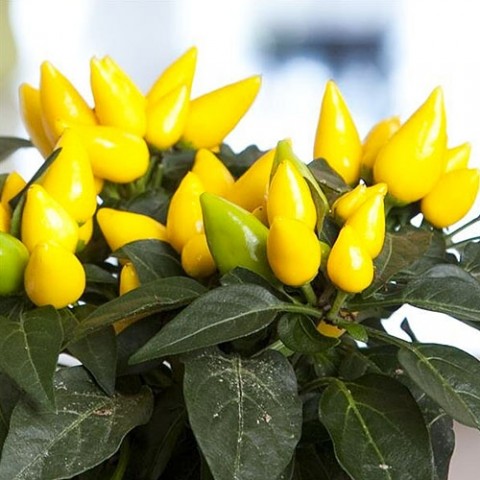 Перец острый Румынский желтый фото